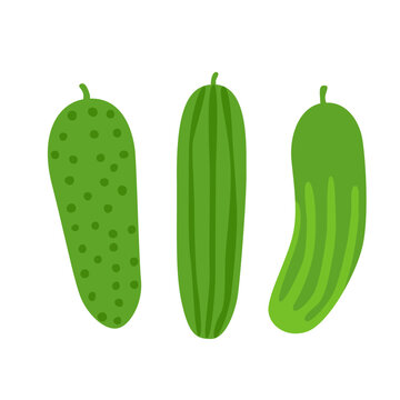Flat vector illustration of a cucumber collection featuring three different cucumber forms. Fresh green vegetables isolated on white, ideal for food, cooking, gardening and harvest designs.
