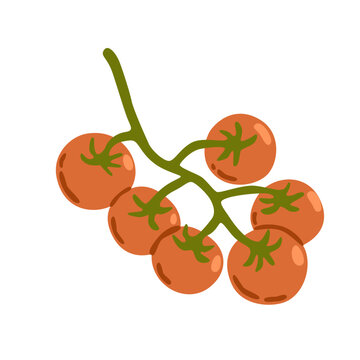 Flat vector illustration of ripe red tomatoes growing on a green vine. Fresh vegetables isolated on white, ideal for food, cooking, gardening, agriculture and harvest designs.