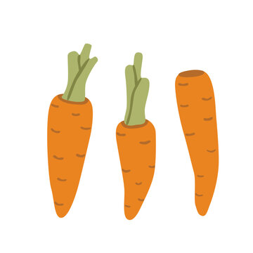 Flat vector illustration of a carrot collection featuring three different carrot forms. Fresh vegetables isolated on white, ideal for food, cooking, gardening, agriculture and harvest designs.