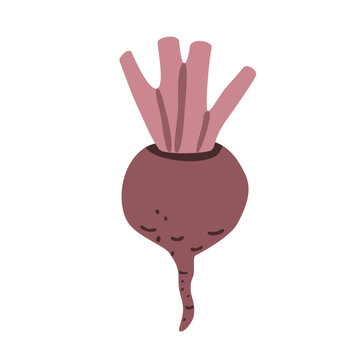 Flat vector illustration of a fresh beet with leafy greens. Natural root vegetable isolated on white, ideal for food, cooking, gardening, agriculture, harvest and healthy eating designs.