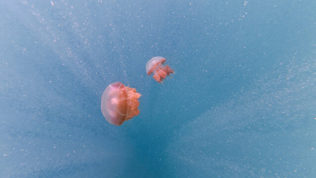 View of two jellyfish swimming in the clear blue waters of Indonesia.