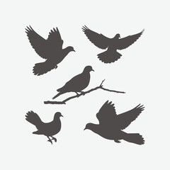 Fototapeta premium dove collection