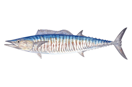 Wahoo fish isolated illustration
