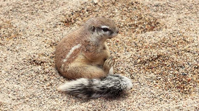Squirrel sitting on sandy ground, adjusting its posture while looking around, showcasing its fluffy tail and distinct fur patterns in a natural outdoor setting