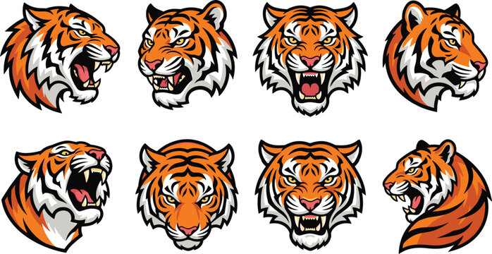Set of fierce tiger heads roaring and growling in front view and side profile angles for mascots team logos and wildlife branding vector illustration isolated on white background

