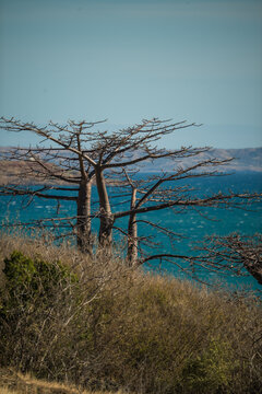 View of leafless baobab trees standing on a dry hillside overlooking the blue sea near French Mountain in Antsiranana, Diana, Madagascar.