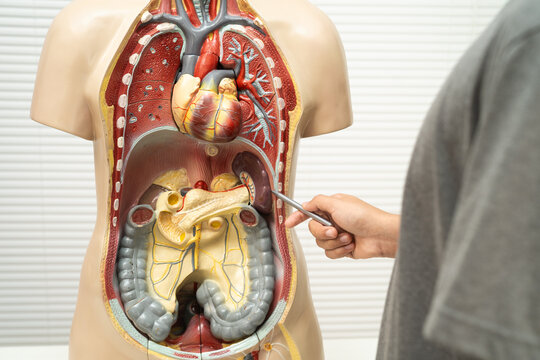 Student teenage learning anatomy biology with human body model in classroom at high school.