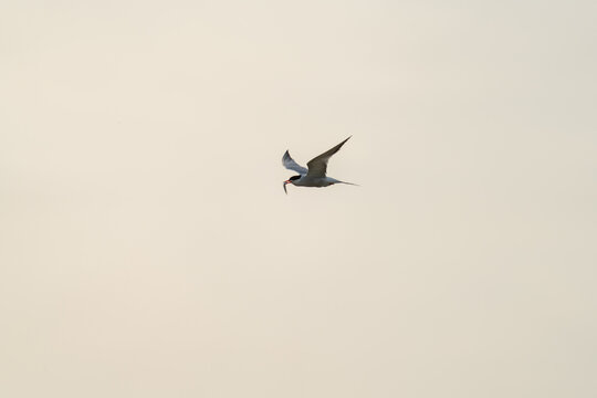 Seabird flying with fish at dusk
