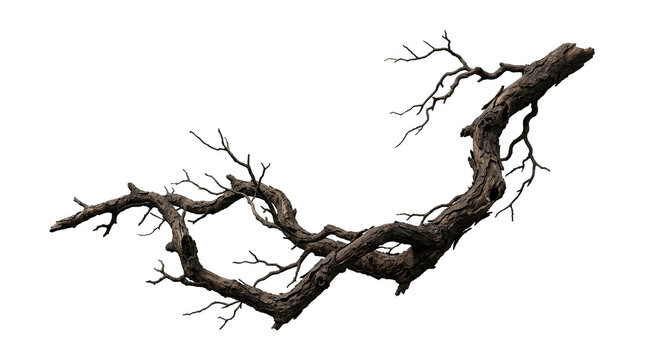 Dry dead tree branch with gnarly textured bark isolated on a transparent background for design and digital art compositing