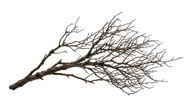 Dry tree branch isolated on transparent background, dead bare wooden twig with many small branches for natural design asset