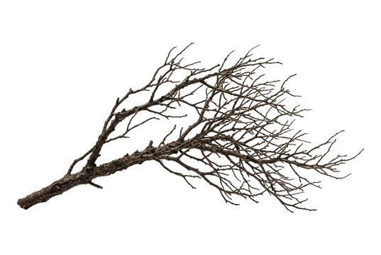 Dry tree branch isolated on transparent background, leafless bare twig element for design composition and nature decors