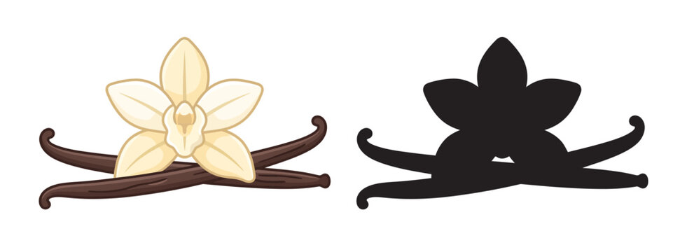 Vanilla flower and dried bean pods with a matching black silhouette icon on a white background