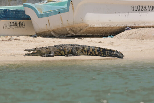 View of a crocodile resting on the sandy beach near white fishing boats in Sisal, Yucatan, Mexico.