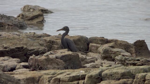 Hunting eastern reef heron (Egretta sacra) On the coast of the Andaman Sea, Thailand, Dark morph