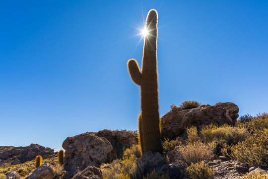 View of a giant cactus on Isla Incahuasi with a sunburst effect against a clear blue sky in the rocky landscape of Nor Lipez, Departamento de Potosi, Bolivia.