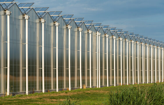 View of a modern industrial greenhouse with glass walls and white structural supports under a blue sky in The Netherlands.