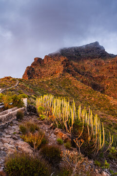 View of the rugged mountain landscape in Costa Adeje featuring tall cacti along a rocky path under a dramatic cloudy sky at sunset, Costa Adeje, Canary Islands, Spain.