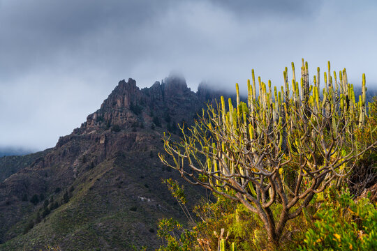 View of a large cactus in the foreground with rugged volcanic mountain peaks shrouded in clouds in the background in Costa Adeje, Canary Islands, Spain.