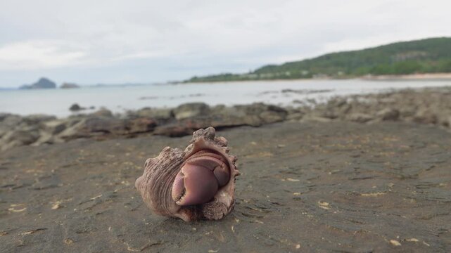 Young hermit crab palm thief (Birgus latro). It is the largest terrestrial crustacean on the planet. Thailand