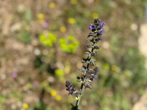 Salvia verbenaca, wild clary or wild sage mor &ccedil;i&ccedil;eğinin yakın &ccedil;ekimi. Salvia, a vertical flowering spike with dark purple and violet blossoms and green bracts against a softly blurred background.