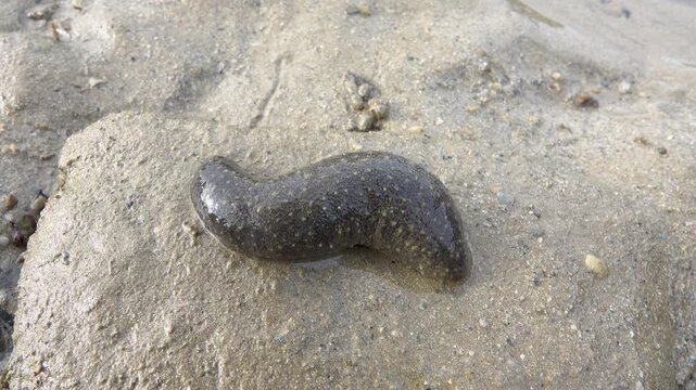 Feeding tentacles and connective tissue work. Edible sea cucumber (Holothuria edulis) feeds on the sandy bottom of the Andaman sea infauna. Thailand