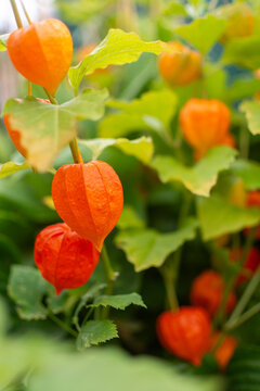 Bright orange Chinese lantern plant pods in the autumn garden.