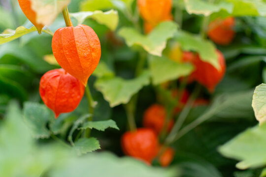 Bright orange Chinese lantern plant pods in the autumn garden.