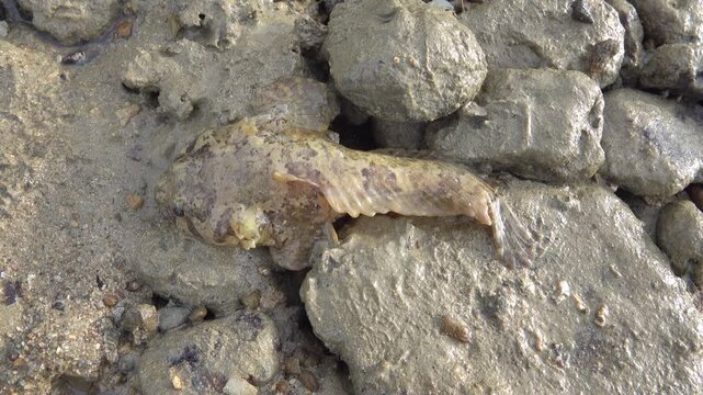 The fish (horned sculpin;, Scorpaeniformes) remains in the littoral baths after low tide. The Andaman Sea. Thailand