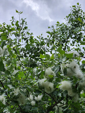 Poplar in spring. Poplar fluff on the tree