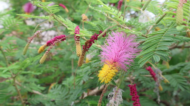 Shami plant (Prosopis cineraria) with delicate flowers and feathery green leaves, showcasing the beauty of this sacred desert tree, traditionally valued for its cultural significance.
