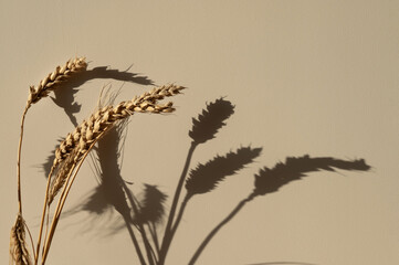 Fototapeta premium Dried wheat and rue spikelets and soft natural sunlight shadow silhouette on warm beige plaster wall textured background. Aesthetic floral natural backdrop with blank copy space, boho style