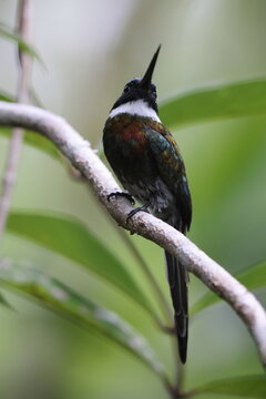 The paradise jacamar (Galbula dea brunneiceps) is a species of bird in the family Galbulidae. This photo was taken in Colombia.