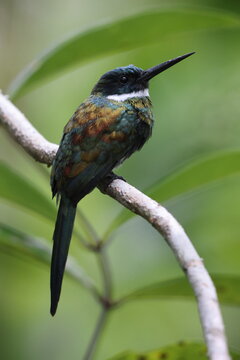 The paradise jacamar (Galbula dea brunneiceps) is a species of bird in the family Galbulidae. This photo was taken in Colombia.