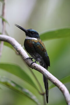 The paradise jacamar (Galbula dea brunneiceps) is a species of bird in the family Galbulidae. This photo was taken in Colombia.