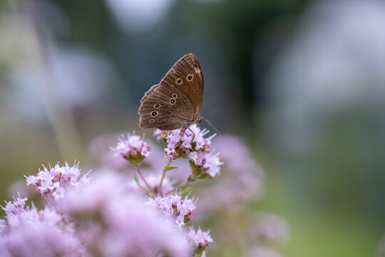 Der Schmetterling Brauner Waldvogel beim Bl&uuml;tenbesuch