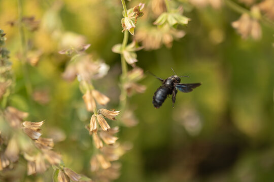 Violet carpenter bee flying beside dried sage flowers in summer