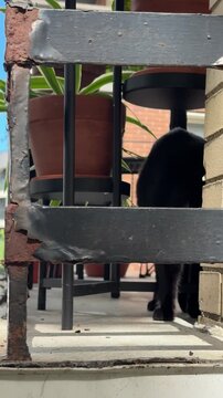 Un chat noir aux yeux jaunes sur le balcon d'un appartement.