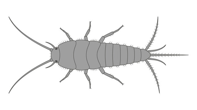 Silverfish Insect Vector Illustration