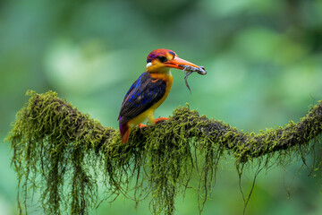 Fototapeta premium Oriental dwarf kingfisher with its hunt