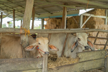 Fototapeta premium Cattle feeding on dry hay inside rustic open cowshed. Traditional livestock farming, animal husbandry, rural agriculture and daily farm management in tropical countryside. Livestock care, farm feeding