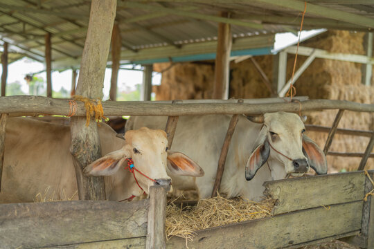 Cattle feeding on dry hay inside rustic open cowshed. Traditional livestock farming, animal husbandry, rural agriculture and daily farm management in tropical countryside. Livestock care, farm feeding