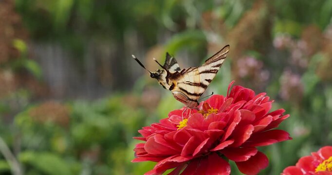 Iphiclides podalirius - Le Flamb&eacute;, grand papillon aux ailes jaune p&acirc;le z&eacute;br&eacute;es de noir prolong&eacute;es de longues queues, pos&eacute; sur un receptacle floral de Zinnia violacea, buvant du nectar avec avidit&eacute; 
