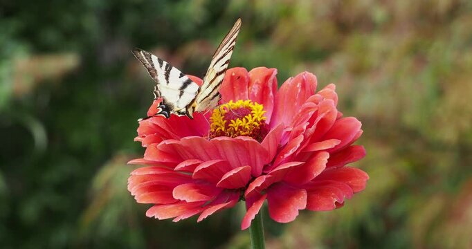 (Iphiclides podalirius) Un Flamb&eacute;, papillon aux ailes jaune-cr&egrave;me en &eacute;ventail &agrave; rayures noires,  pos&eacute; sur une fleur de Zinnia rouge, se d&eacute;lectant fr&eacute;n&eacute;tiquement du nectar &agrave; l'aide de sa trompe 

