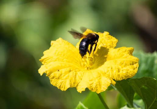 Close-up of a large carpenter bee in plain flight casting a shadow on a vibrant yellow blossom against a light green background