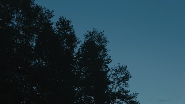 Deep blue sky and conifer silhouettes