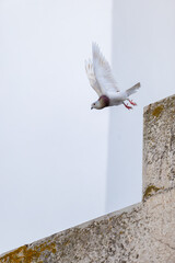 Urban Pigeon Taking Flight from Building Ledge © DanielHernandezBlanc