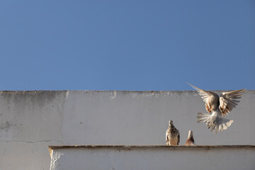An urban pigeon flies from a building ledge, highlighting the interaction between wildlife and the built environment.  © DanielHernandezBlanc