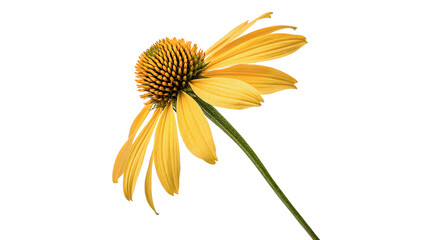 Beautiful bright yellow coneflower daisy blossom isolated on transparent background. © Foster