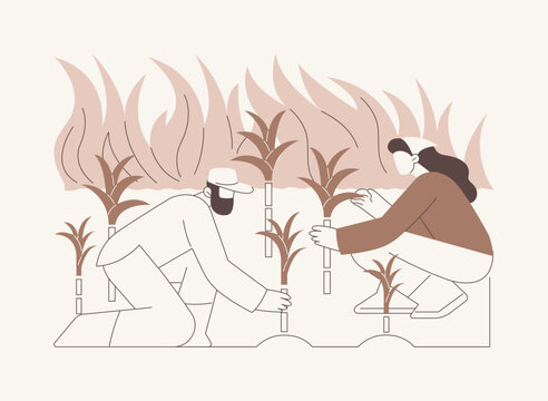 Sugarcane growing isolated cartoon vector illustrations.