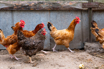 Group of free-range chickens in a rural farmyard, healthy poultry flock for farming, agriculture and food production  © Iryna
